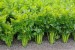 Celery - Image 2
